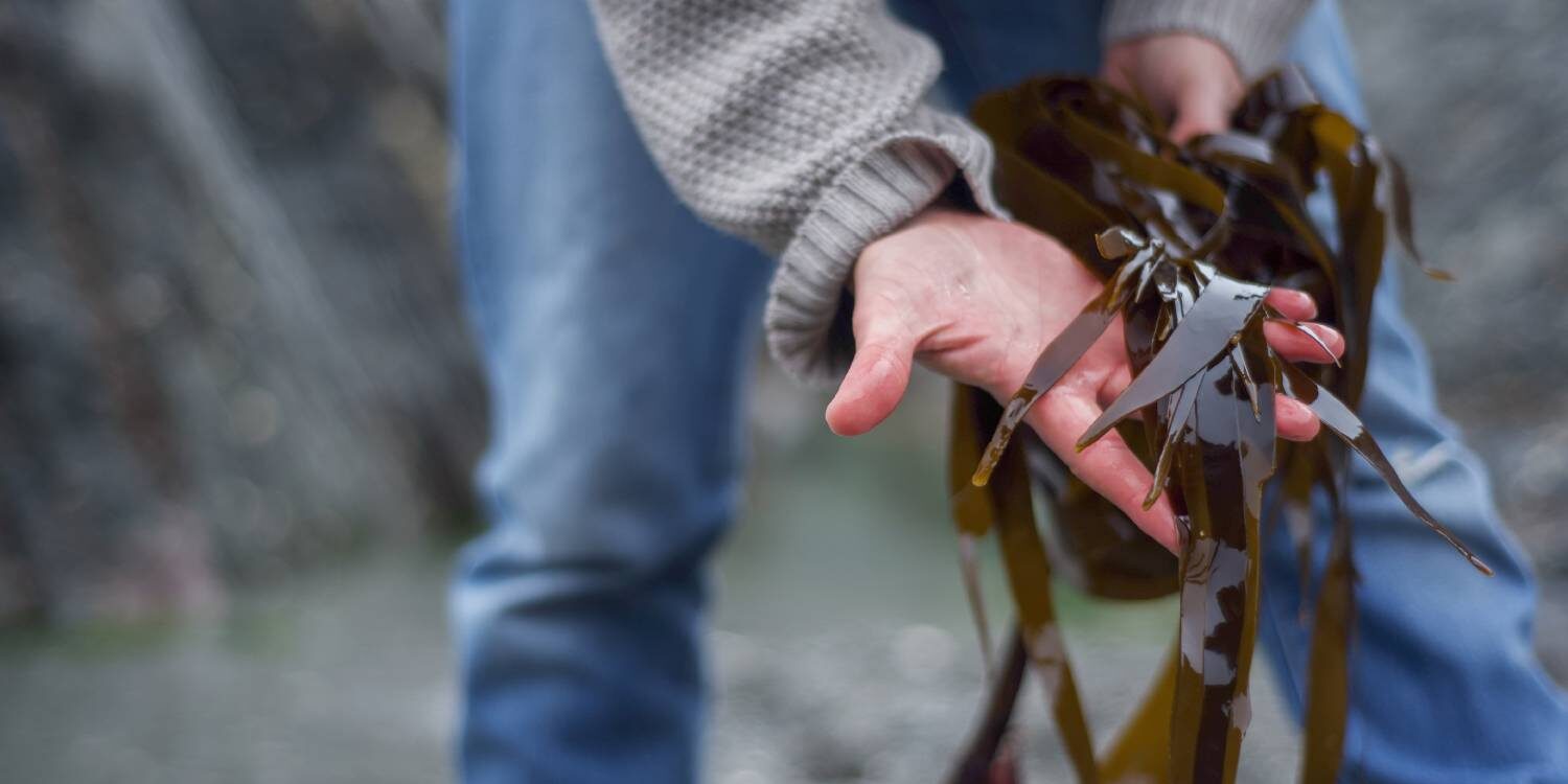 11th Nordic Seaweed Conference